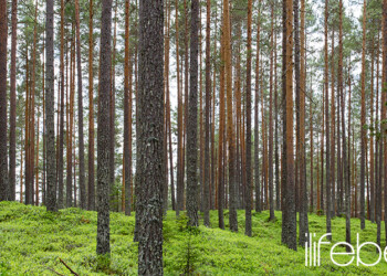 Marketing Digital ayuda al medio ambiente